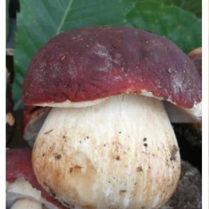 Funghi porcini freschi PINICOLA