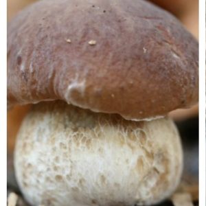 Funghi Porcini origini Italiana